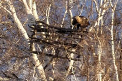 Минприроды Самарской области сообщило о возвращении императорских орлов