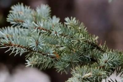 В Загородном парке Самары высадят 100 новых деревьев