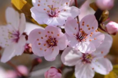 Депутаты предложили отправлять самарских аллергиков на удаленку весной