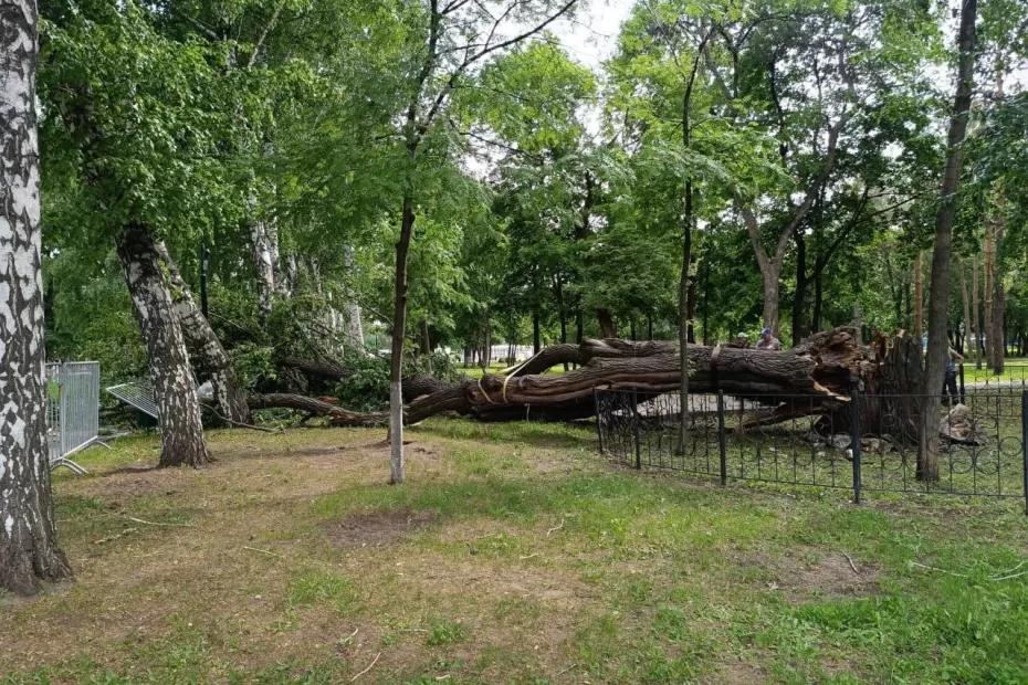 В парке Гагарина в Самаре упал 300-летний дуб