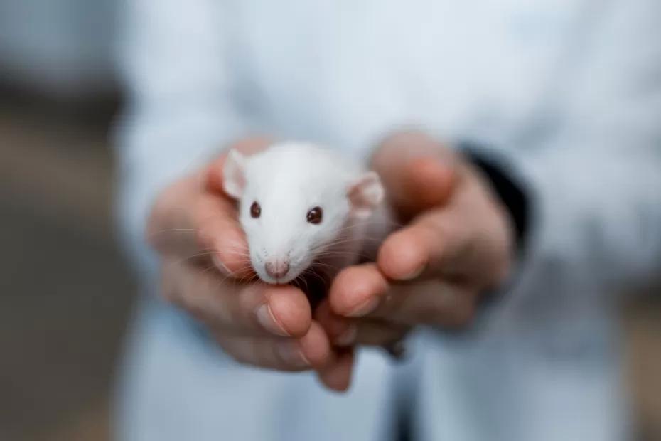 Самарские ученые попробовали вылечить медикаментозную депрессию у крыс