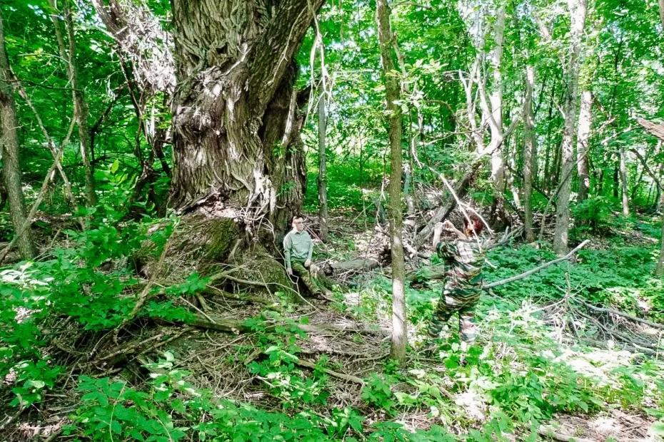 200-летняя ива в «Самарской Луке» снова претендует на звание «Дерево года» 200-летняя ива в «Самарской Луке» снова претендует на звание «Дерево года»
