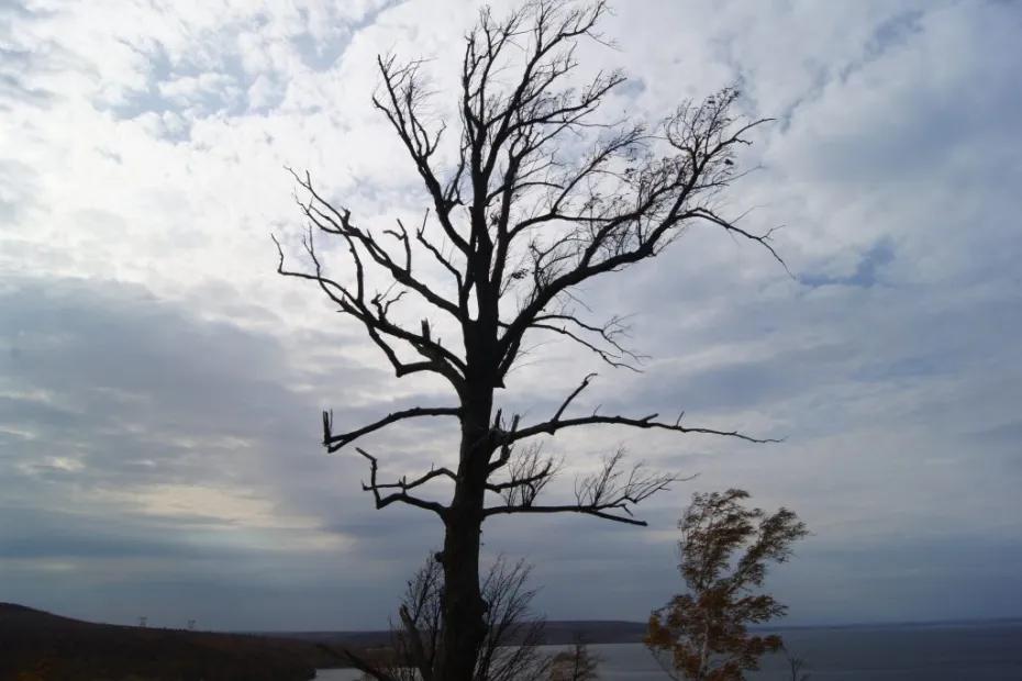 Сильный и порывистый ветер обрушится на Самарскую область 10 декабря