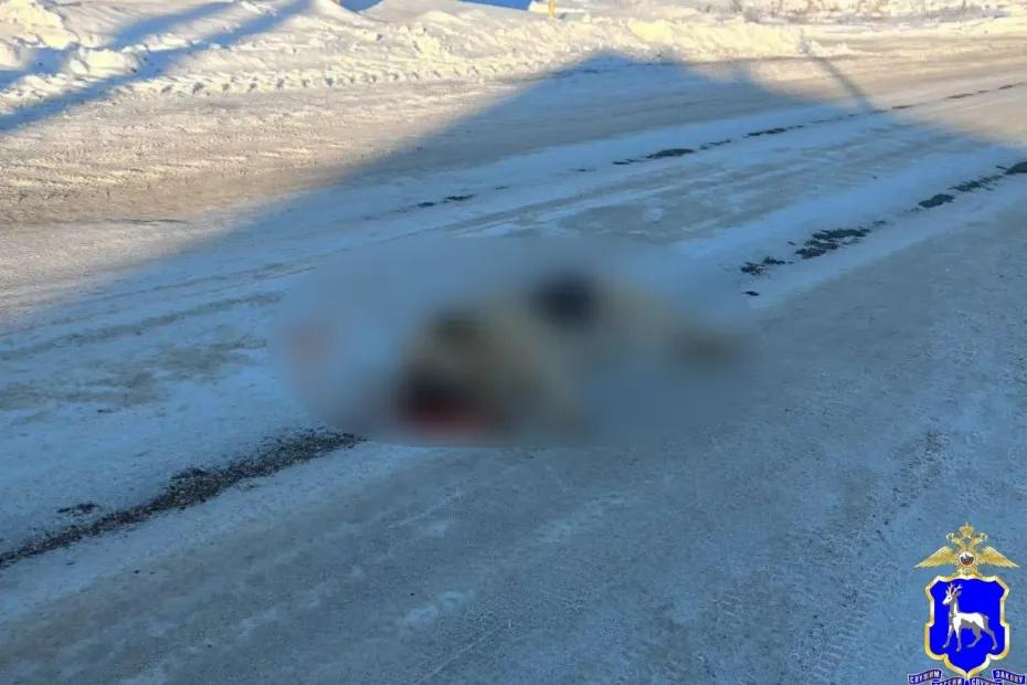 Полиция проверит информацию о травле собак в селе Самарской области