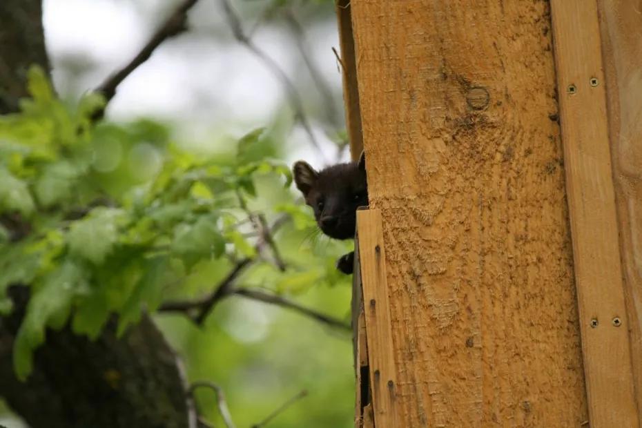 Самарцам показали неожиданного обитателя искусственного птичьего гнезда