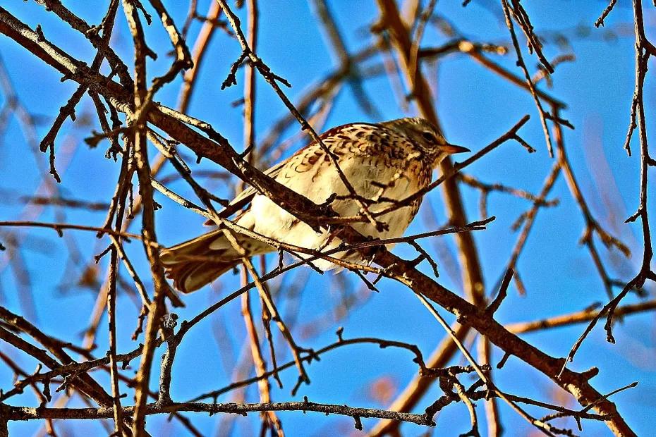 Народные приметы на 14 марта: предсказания погоды, что можно делать и нельзя