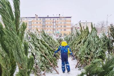 Бункеры для сбора новогодних елок начали работать в Самаре с 6 января