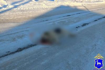 Полиция проверит информацию о травле собак в селе Самарской области