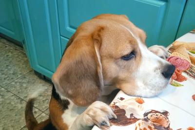 Самарцам рассказали, как заставить собаку слушаться хозяина