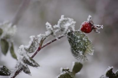 Морозная и безветренная погода ожидает Самарскую область в День защитника Отечества
