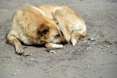 Стая бродячих собак напала на подростка в Самарской области