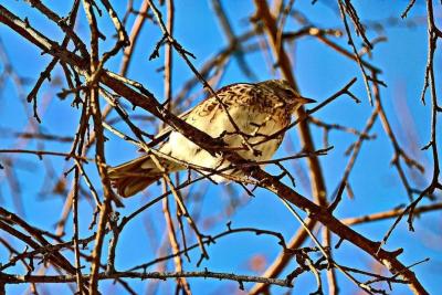 Потепление до +13 градусов ожидается на следующей неделе в Самарской области
