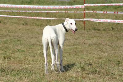 &laquo;Бегают свободно без поводка и намордника&raquo;: самарцы пожаловались на превращение парка Мира в зону выгула собак
