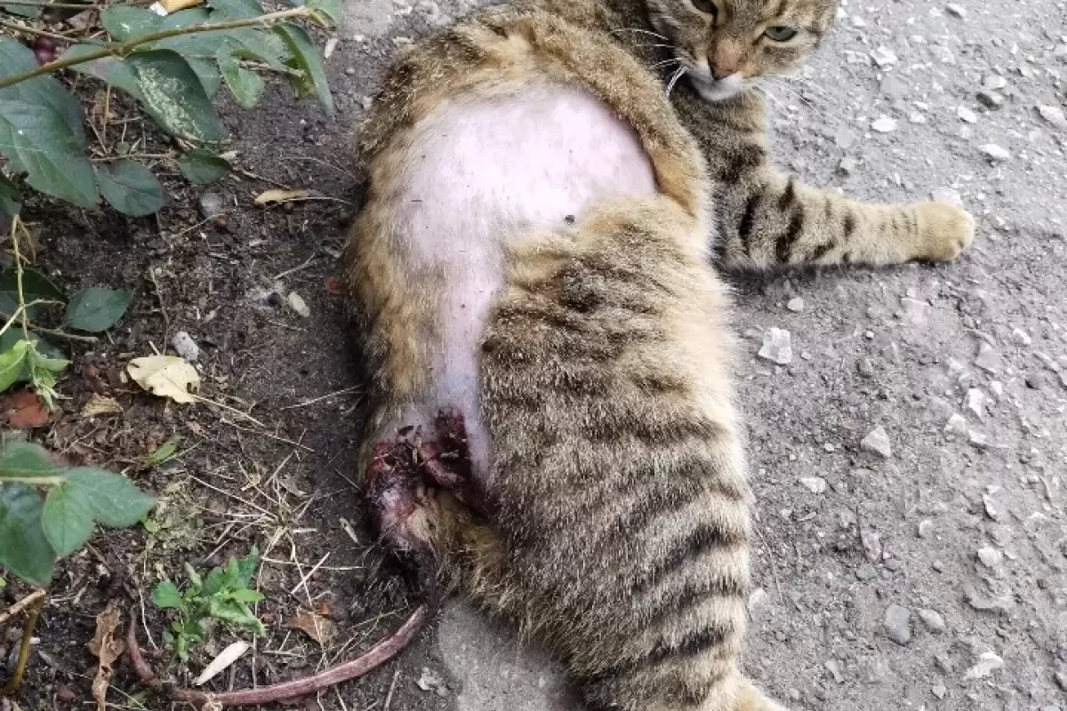 В Сызрани у аптеки мучительно умирал кот с жуткой раной: фото 18+