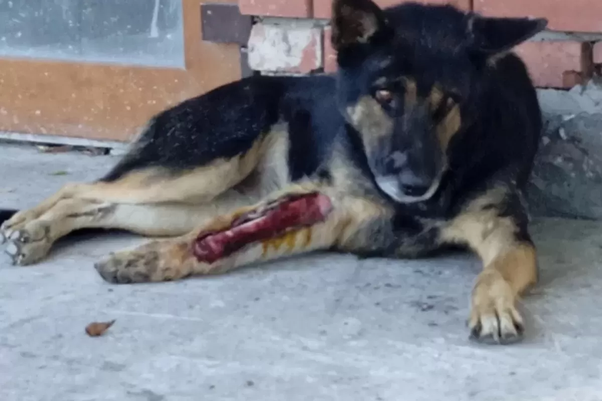 Неделю на улице Сызрани умирал пес с жуткими ранами