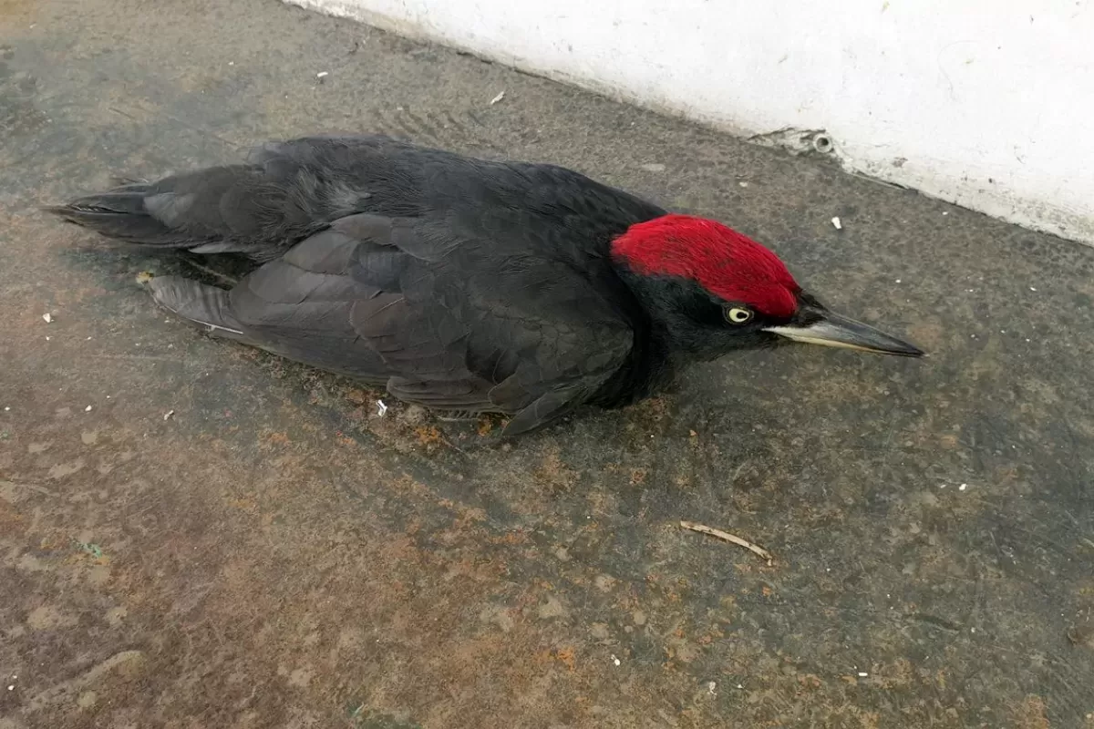 В Сызрани не дали умереть птице, которой не место на городских улицах