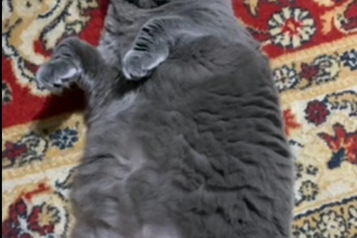 Ветеринар назвал пять популярных пород толстых котов
