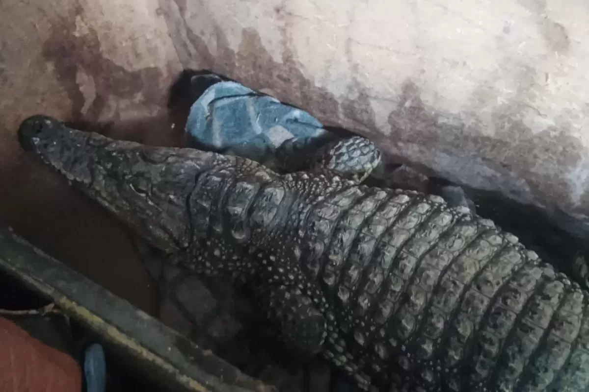 Самарские таможенники обнаружили живого крокодила среди банок с соленьями