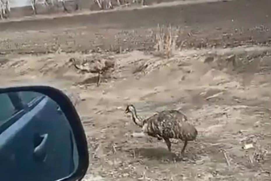 Под Сызранью заметили бегающих у дороги страусов