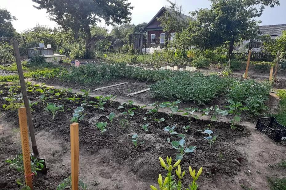 Пришла беда, откуда не ждали: на дачи и огороды приползут гигантские прожорливые слизни