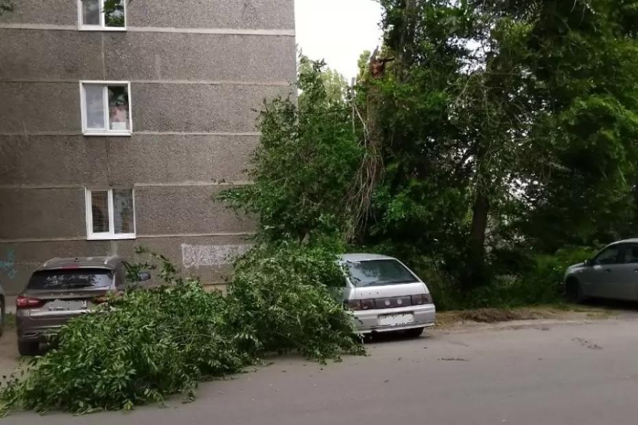 В Сызрани ветер уронил карагач на машину: что известно на данный момент В Сызрани ветер уронил карагач на машину: что известно на данный момент
