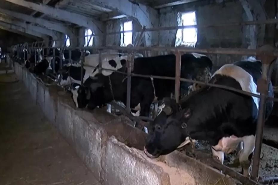 Жителей Сызрани позвали поработать на дойке Жителей Сызрани позвали поработать на дойке