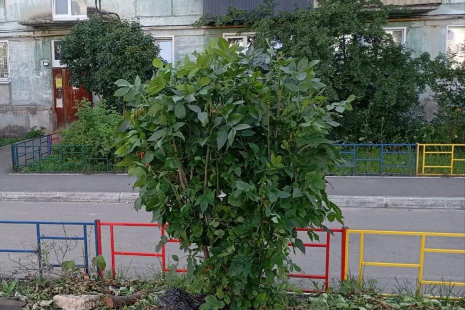 Сколько ждать, когда кого-нибудь укусят? Рой опасных насекомых взял под контроль детскую площадку в Сызрани
