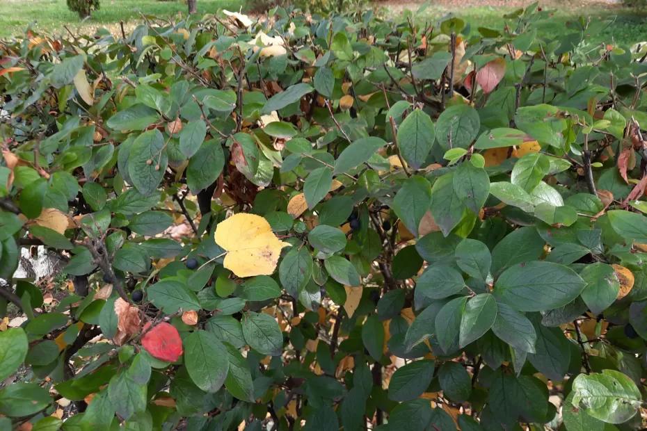 Народные приметы на 6 сентября: как опавшие листья помогут разбогатеть и почему стоит убрать подальше ножи