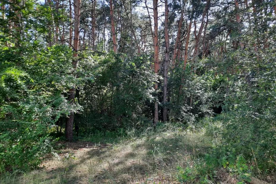 Экспертиза привела следователей в Самарскую область, а затем вскрылась страшная правда - фото