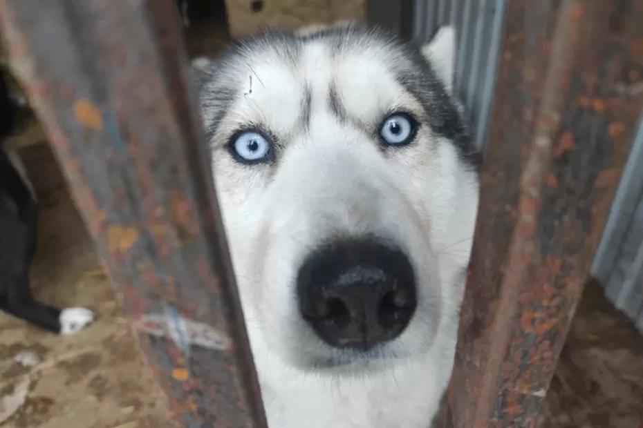 В России детям и пьяным запретят гулять с собаками