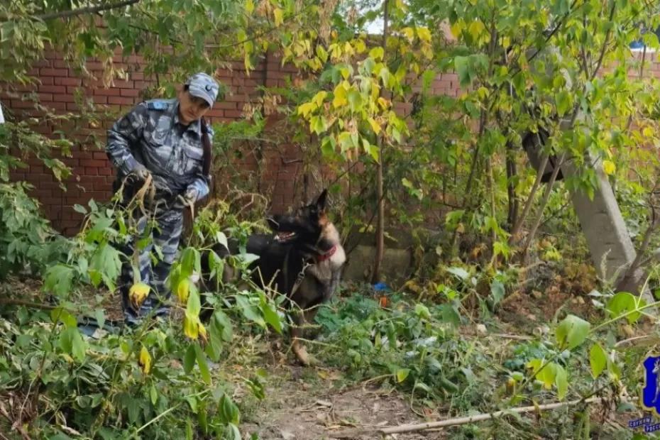 Пес Зерд по запаху нашел самарского вора - видео