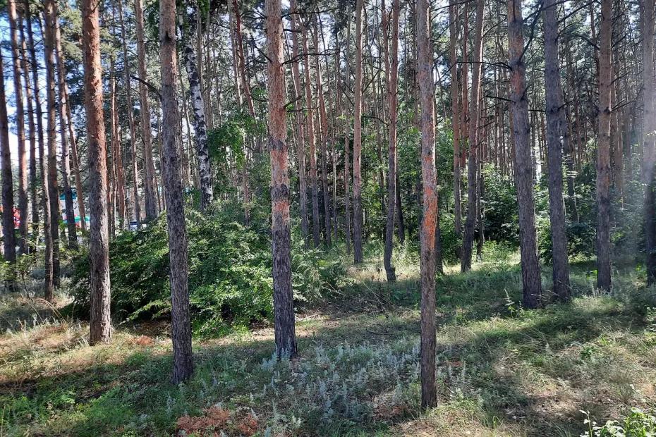 Страшное видео гуляет по Самарской области. А правда в том, что медведи уже потрошат могилы на кладбищах