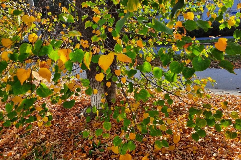 Народные приметы на 2 октября: что нужно съесть утром для счастья и богатства, а кто рискует облысеть
