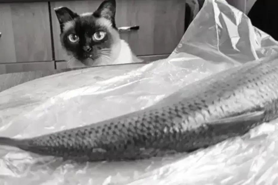 Народная рыба становится не по карману народу: в магазинах резко подорожала селедка