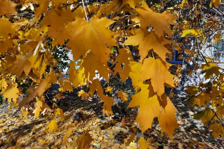 Народные приметы на 24 октября: съешьте это и будете здоровым, тряхните со всей силы -  и станете богатым