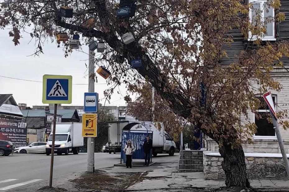 В Сызрани есть дерево с «чудесными плодами»: есть надежда, что никому на голову не прилетит