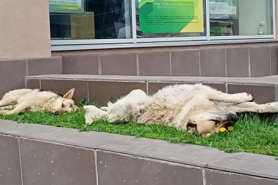 По улицам городов бродят не бездомные псы, а волкособы: кто на этом делает деньги