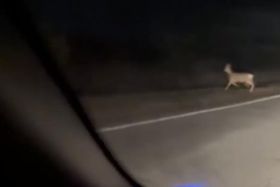 «Испугался я знатно»: на дорогах под Сызранью живность кошмарит водителей