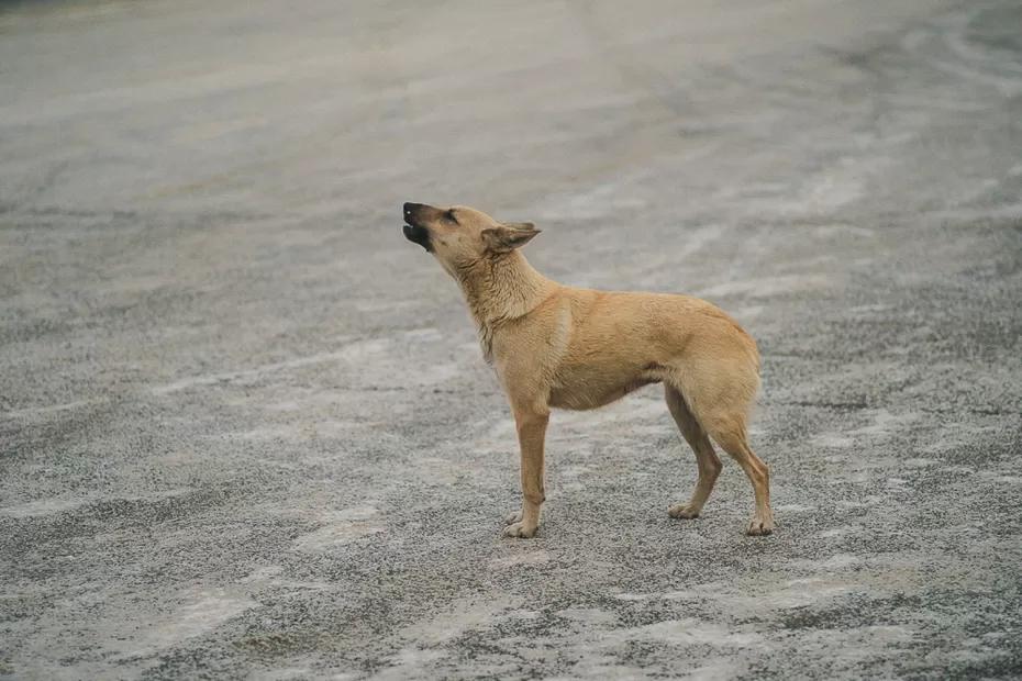 Кинолог призвал собрать тревожный чемоданчик для собак на случай ЧП