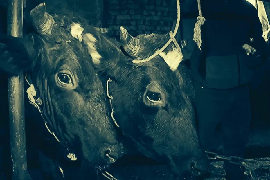 Под Сызранью вспыхивают очаги опасного заболевания, больных вырежут