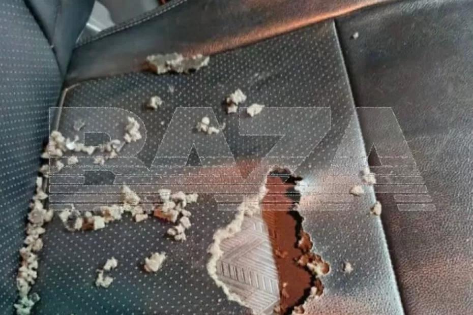 Крысы полезли в теплые машины: грызуны поедают проводку, сиденья, гадят и греются на моторе