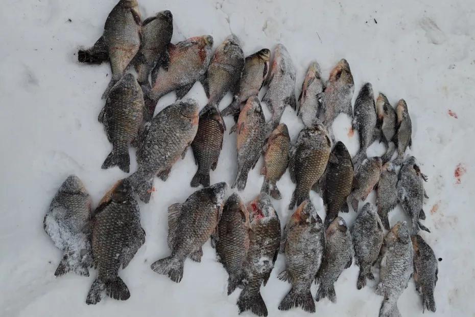 Сети, сани и ведро: браконьер из Сызрани устроил незаконную рыбалку на Волге