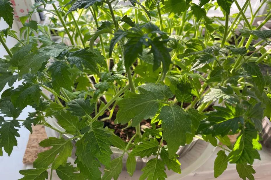 Совет дачникам: хватит одной капли и ваши томаты сведут с ума соседей