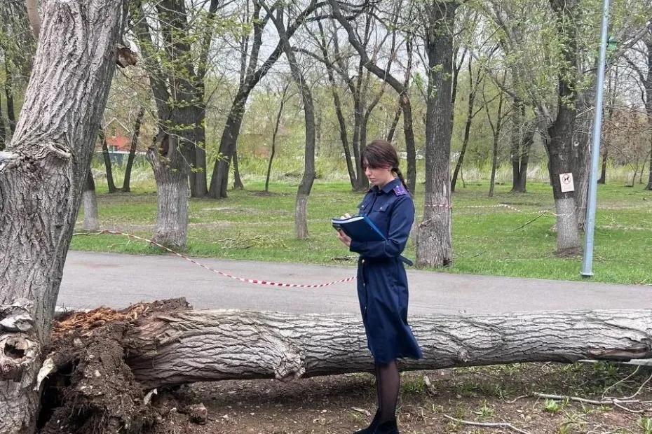 В Самарской области рухнувшее дерево убило 14 летнюю девочку - фото