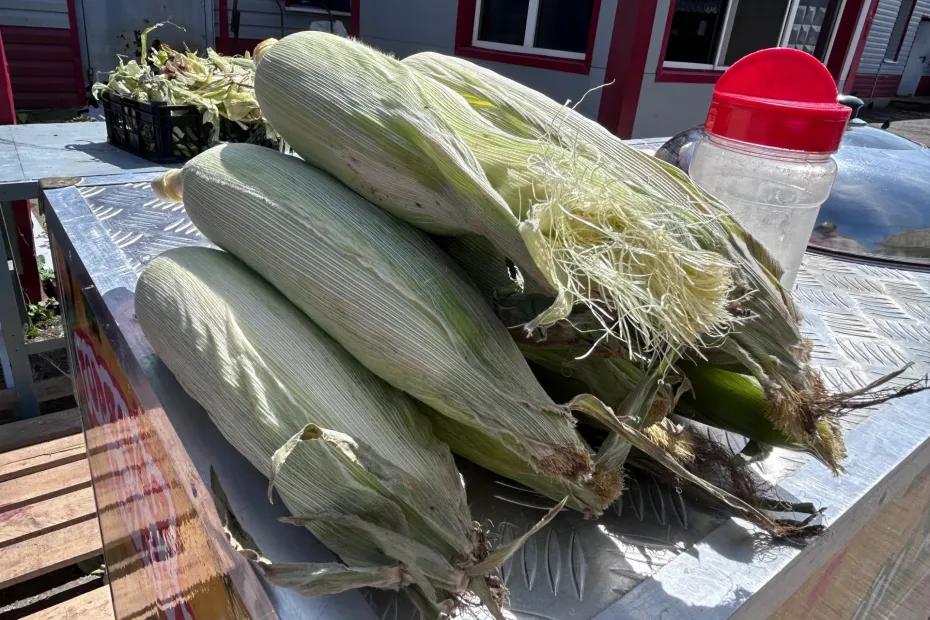 Золотые початки: откуда в Сызрань везут кукурузу и почем продают