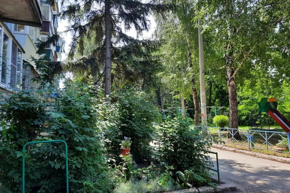 Из леса в города переселяются заразные комары