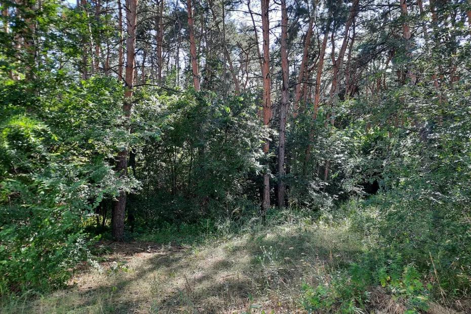 Добровольцы из Сызрани всю ночь прочесывали лес в поисках женщины. Утром волонтеры узнали, что поиск завершен