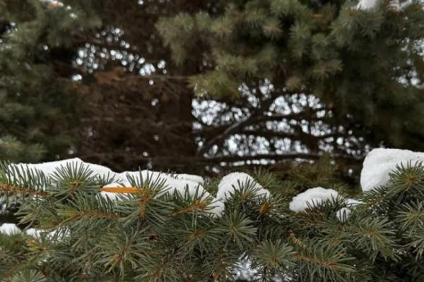 По всей России проведут перепись воробьев