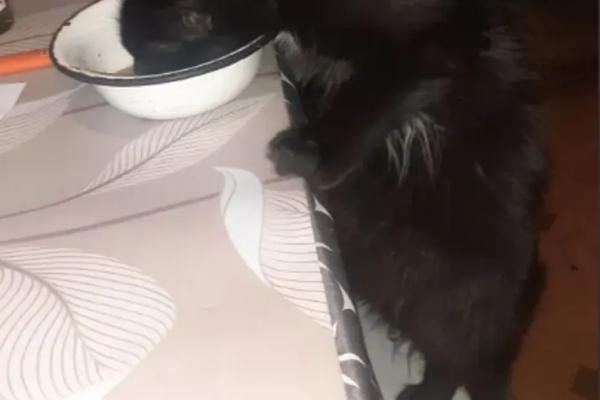 Есть захочешь, и не так раскорячишься: в Сызрани коты меняют привычки