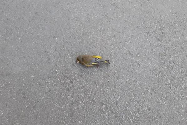 Билолог объяснила гибель синиц у жилых домов Сызрани и Самары